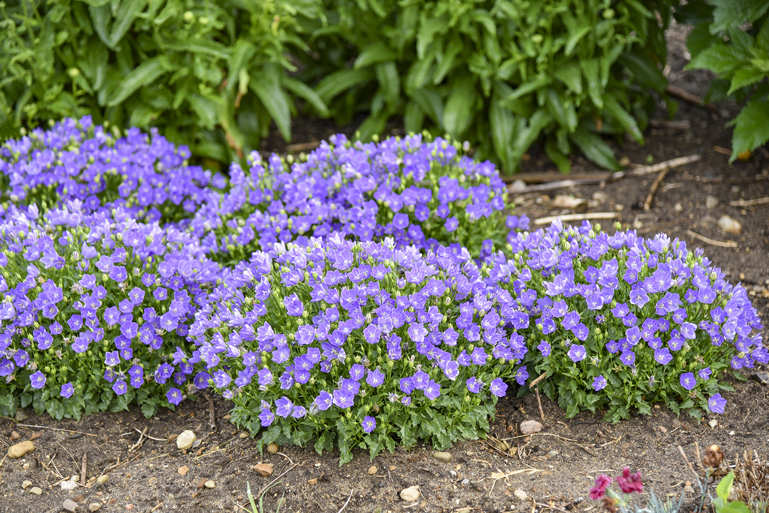 Campanula